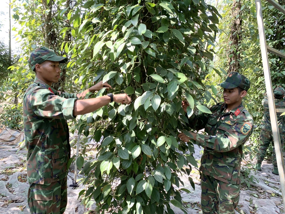 Giá tiêu thấp trong khi nhân công cao nên người dân không đủ chi phí cho việc thu hoạch vụ tiêu. Ảnh: TK