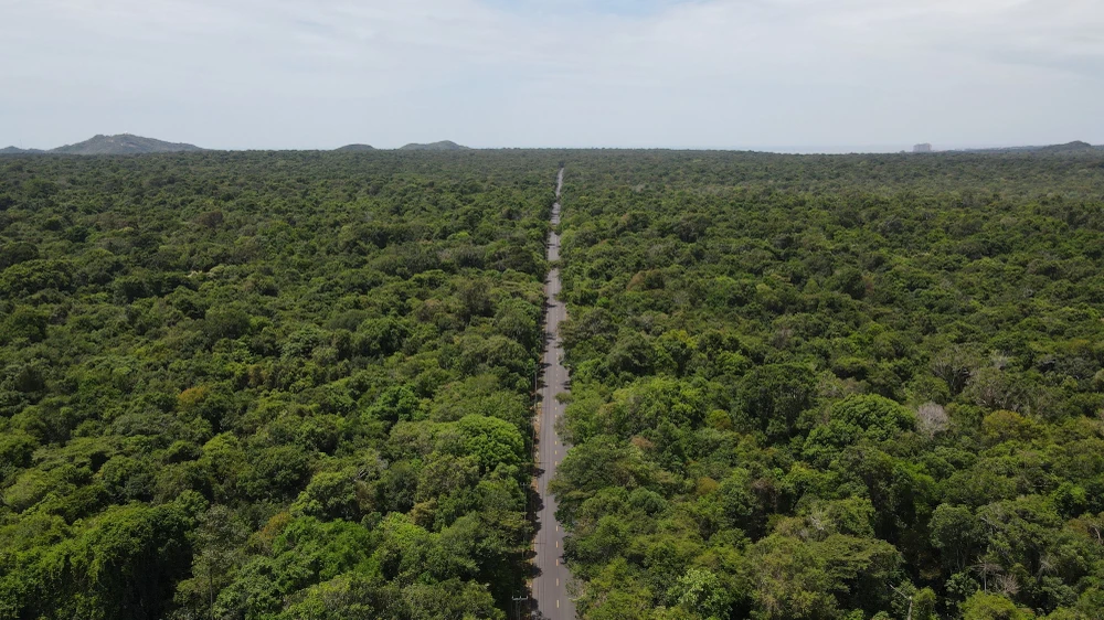 Rừng khu bảo tồn Thiên nhiên Bình Châu-Phước Bửu tại Bà Rịa-Vũng Tàu