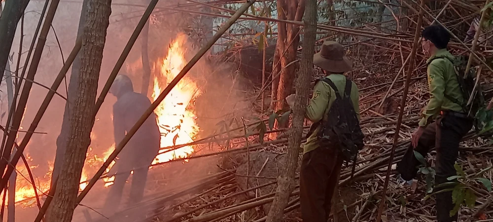 Chữa cháy rừng Núi Dinh, Bà Rịa-Vũng Tàu Cháy rừng