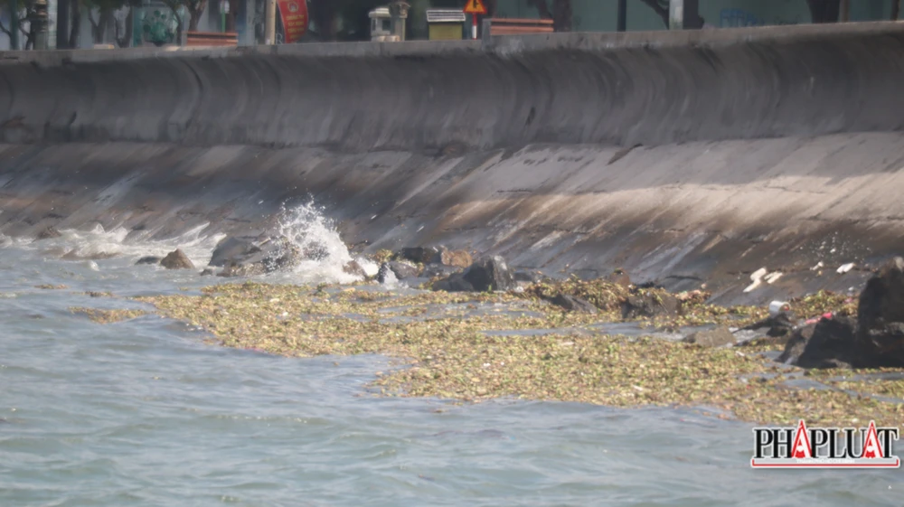 Rác "tấn công" bờ kè biển Bãi Trước, Vũng Tàu ngày 14-6. Ảnh: TK