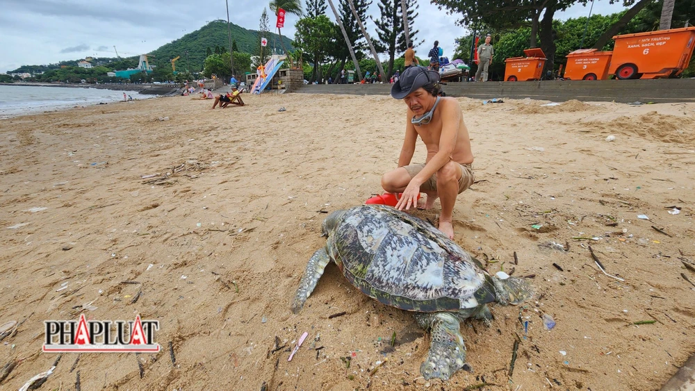 Trên mai rùa biển có một vết rạch dài như bị vật sắc cứa trúng. Ảnh: TK