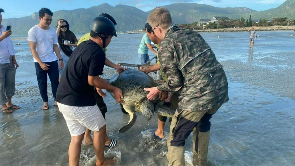 Côn Đảo: Du khách cùng Kiểm lâm phối hợp giải cứu một cá thể rùa biển bị mắc cạn