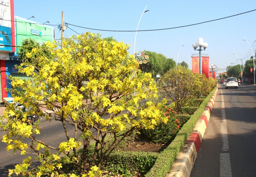 Chuyện kể về con đường hoa mai “độc nhất vô nhị” ở Việt Nam