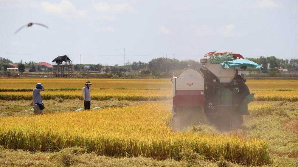 Cánh đồng lúa An Nhứt đang hot trên mạng xã hội ở Bà Rịa- Vũng Tàu vào mùa gặt