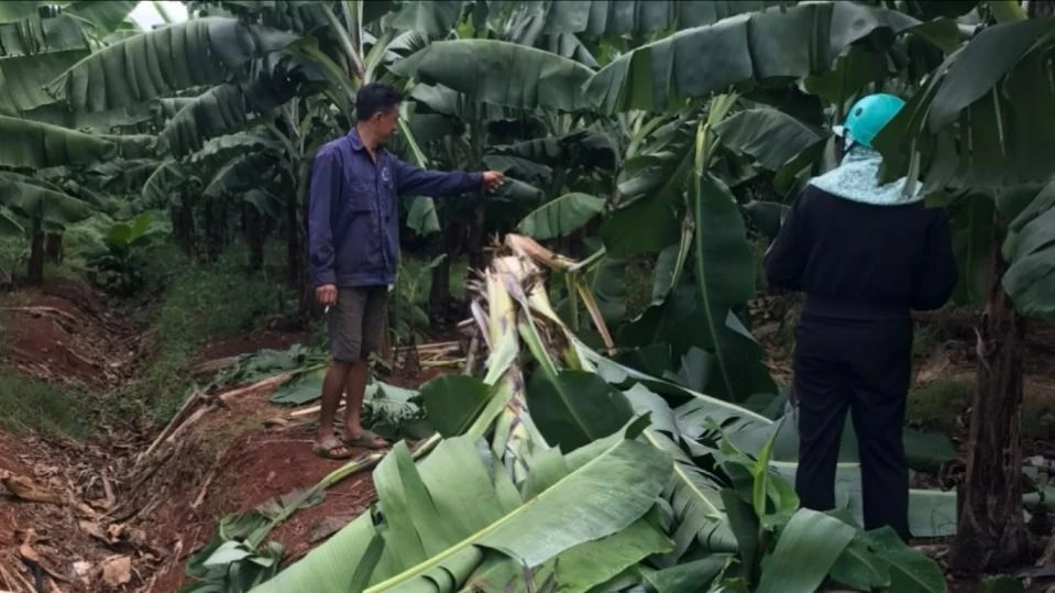 Kiểm lâm gửi thông tin cảnh báo khi có nghi vấn một cá thể gấu phá hàng trăm cây chuối