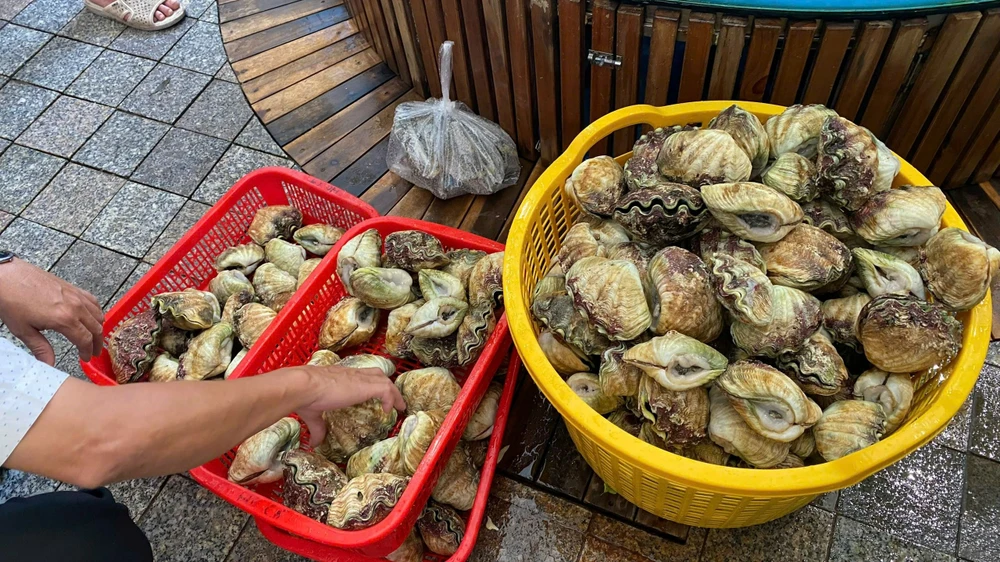 Một hộ kinh doanh hải sản ở Côn Đảo bị phạt 65 triệu đồng vì bày bán gần 90kg ốc quý hiếm