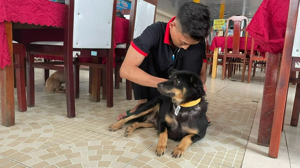 Côn Đảo: Đeo thẻ có mã QR cho chó để quản lý