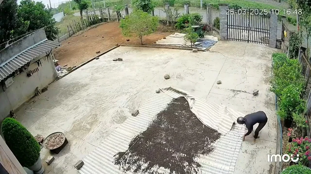 Cặp đôi nhiều lần 'song kiếm hợp bích' trộm hạt tiêu của người dân đang phơi rồi đem bán