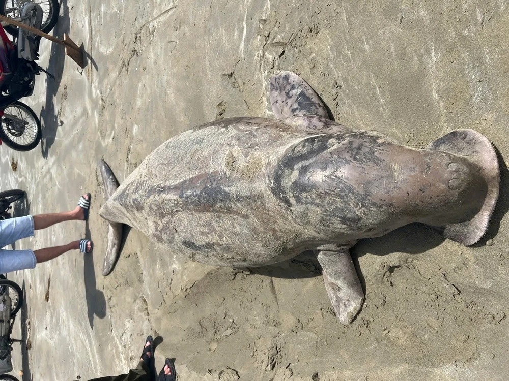 Ghi nhận ban đầu về 4 vụ cá thể bò biển dugong ở Côn Đảo tử vong trong năm 2025