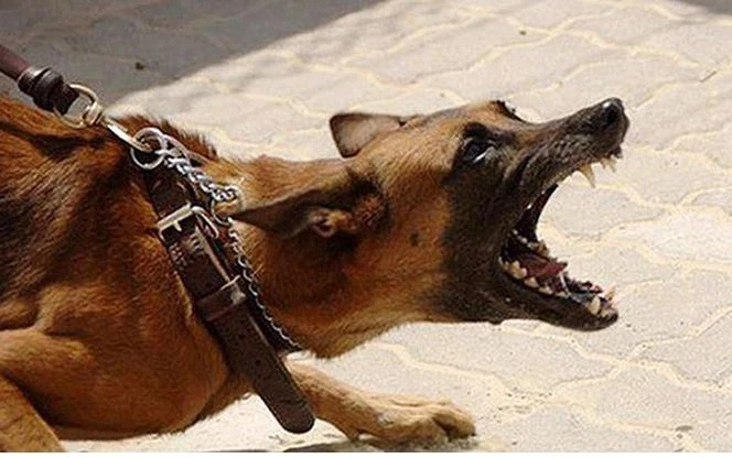 Ghi nhận trường hợp tử vong do bệnh dại tại xã ở TP.HCM