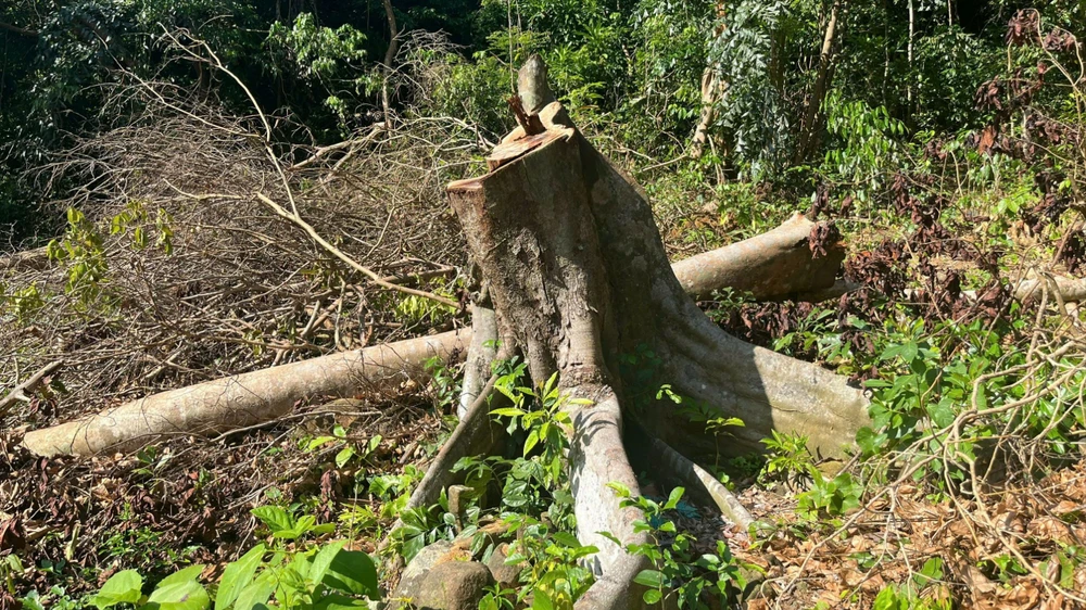 Kiểm tra việc rừng tự nhiên có dấu hiệu bị chặt tại đặc khu Côn Đảo