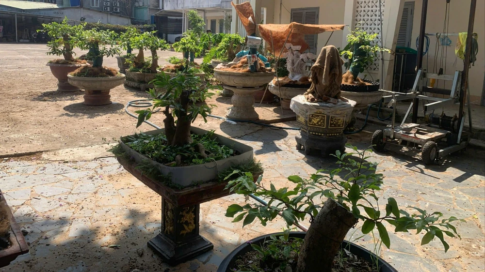 Một người bị phạt 3 triệu đồng vì lưu giữ 42 cây mai vàng không rõ nguồn gốc