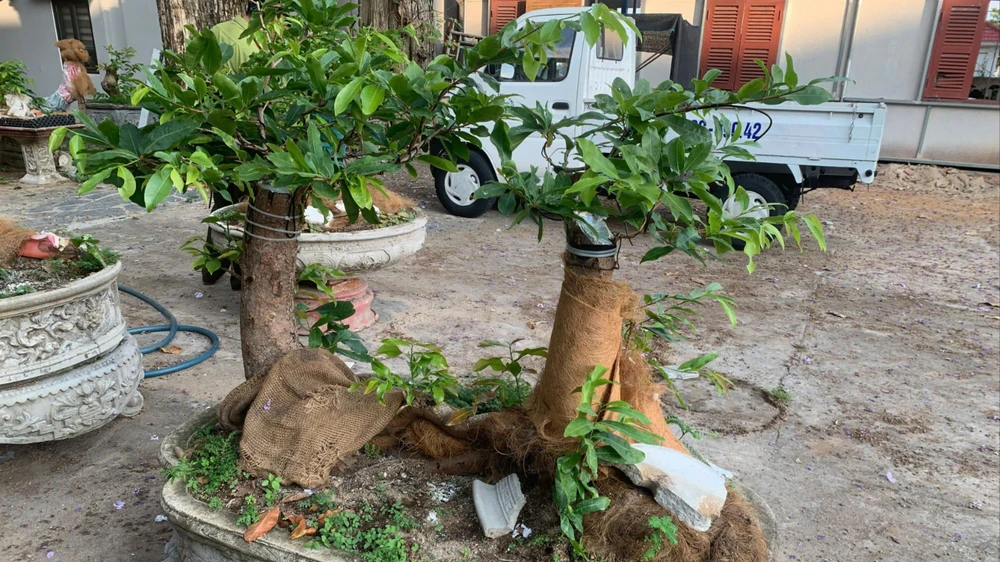 Hai trong số các cây mai của ông T bị tịch thu.