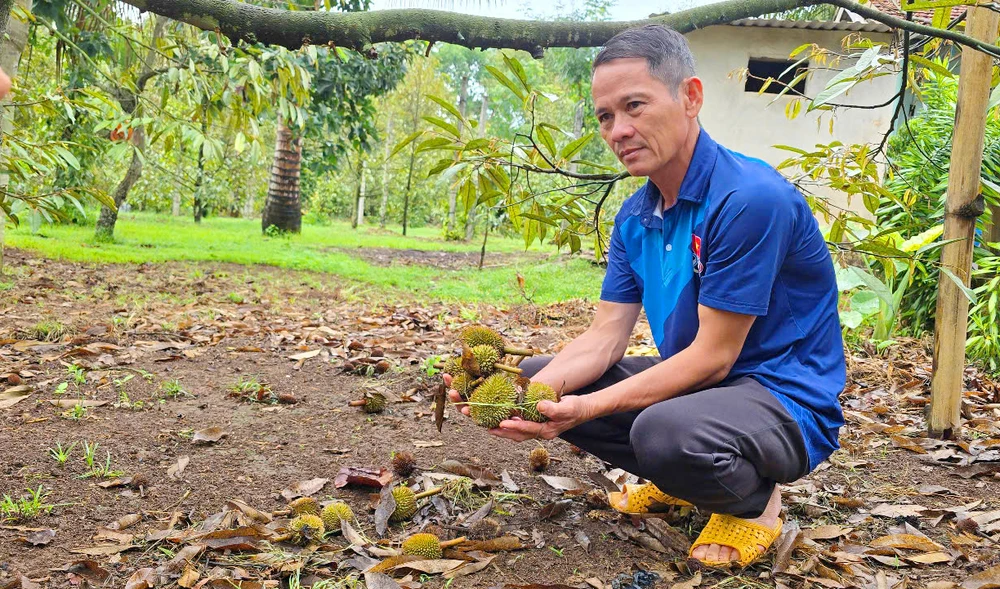 Gia Lai: Sầu riêng rụng trái non hàng loạt do sốc nhiệt