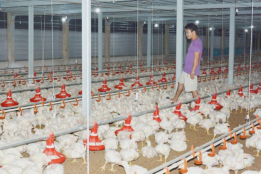 Giá thức ăn chăn nuôi leo thang làm khó người chăn nuôi. Ảnh: QH