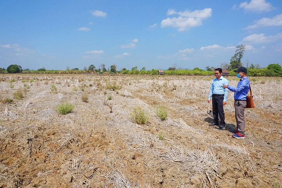 Cánh đồng làng Klăh, xã Ia Mơr bên dưới đập thủy lợi Ia Mơr bị khô hạn, nứt nẻ. Ảnh: LÊ KIẾN