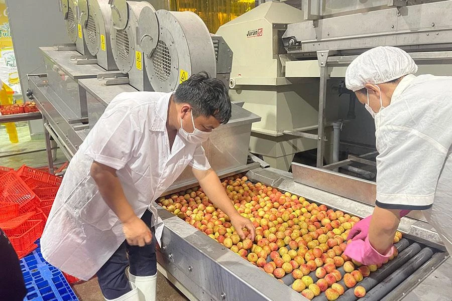 Nông sản Việt còn phải học Thái Lan rất nhiều. Trong ảnh: Sơ chế vải thiều trước khi xuất khẩu. Ảnh: AH