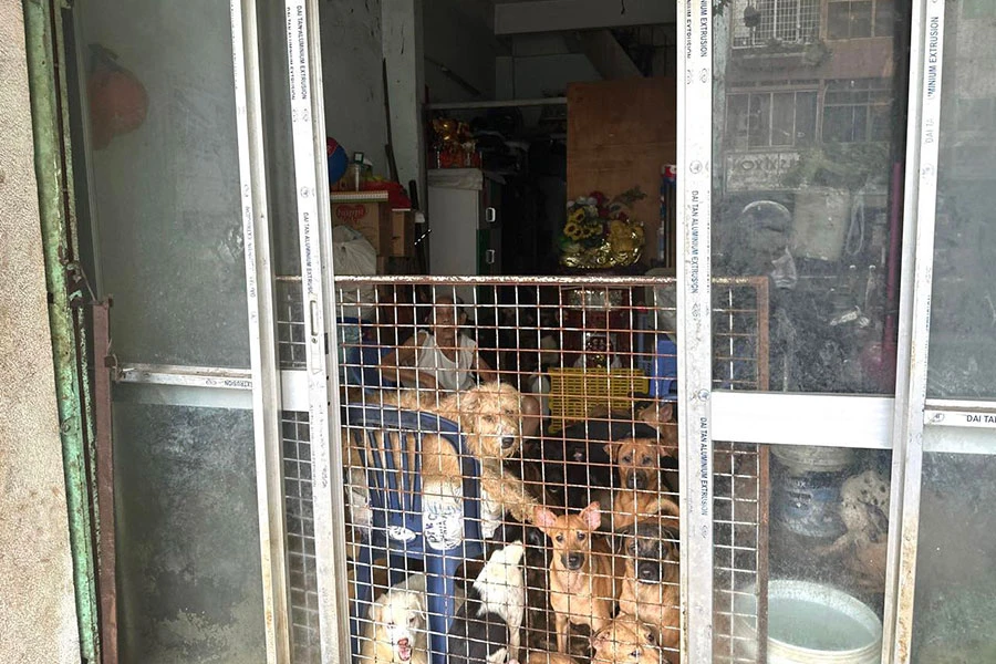 Đàn chó số lượng lớn tại căn nhà trên đường Hoàng Diệu, phường 9, quận 4, TP.HCM. Ảnh: HUỲNH THƠ