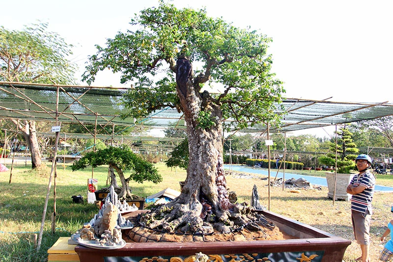 Cặp khế cổ thụ được chào bán giá 1,2 tỉ đồng ảnh 3