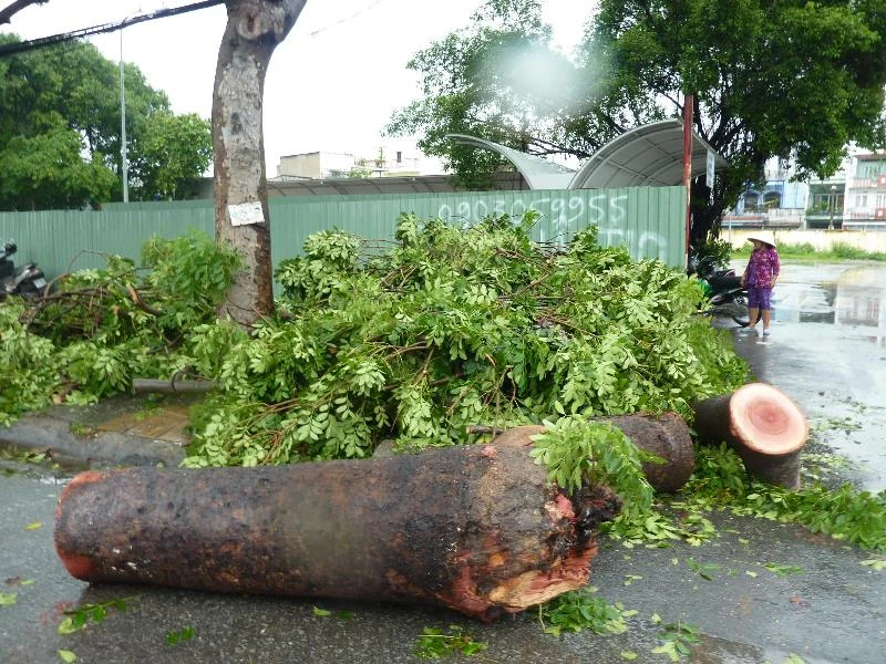 Cây xanh bị bật gốc, đè lên người chạy xe ba gác khiến người này gãy chân