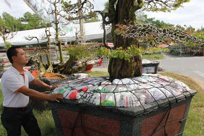 Ngắm cặp khế 'đầu voi đuôi chuột' bán giá 12 tỉ đồng