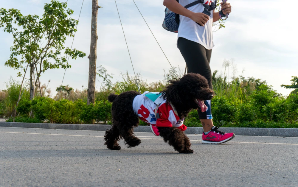 Những hình ảnh ấn tượng ở giải Marathon Quốc tế TP.HCM ảnh 11