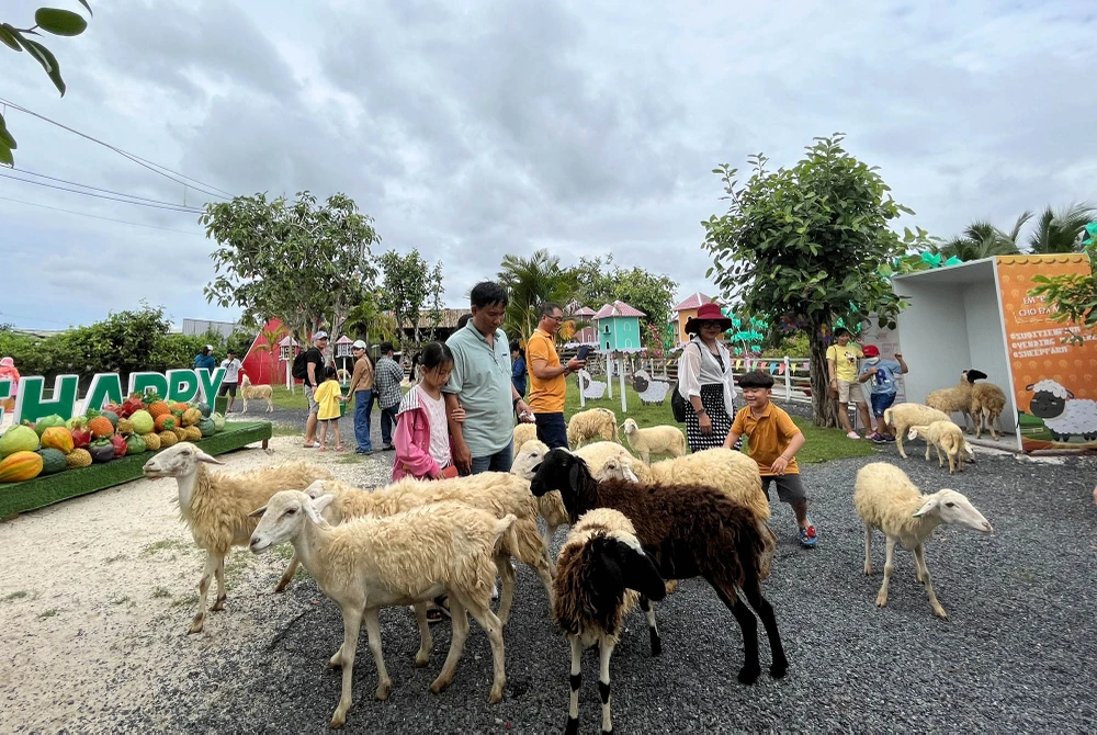 Kết hợp giữa mô hình chăn nuôi với du lịch tham quan trải nghiệm, Farm Cừu cũng hấp dẫn không kém khi trở thành địa điểm check-in được giới trẻ yêu thích khi đến đây.