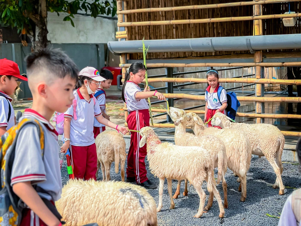 Các em nhỏ vui chơi với đàn cừu ngay trong nông trại mà không cần phải di chuyển ra ngoài thành phố.