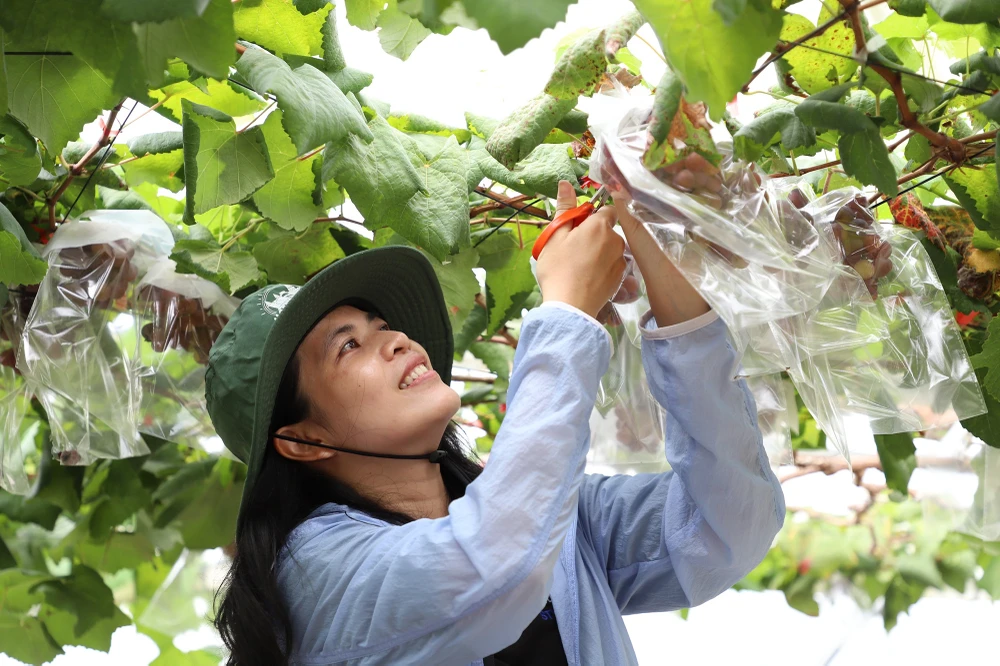 Du khách trải nghiệm cảm giác tự tay hái những chùm nho mọng nước.