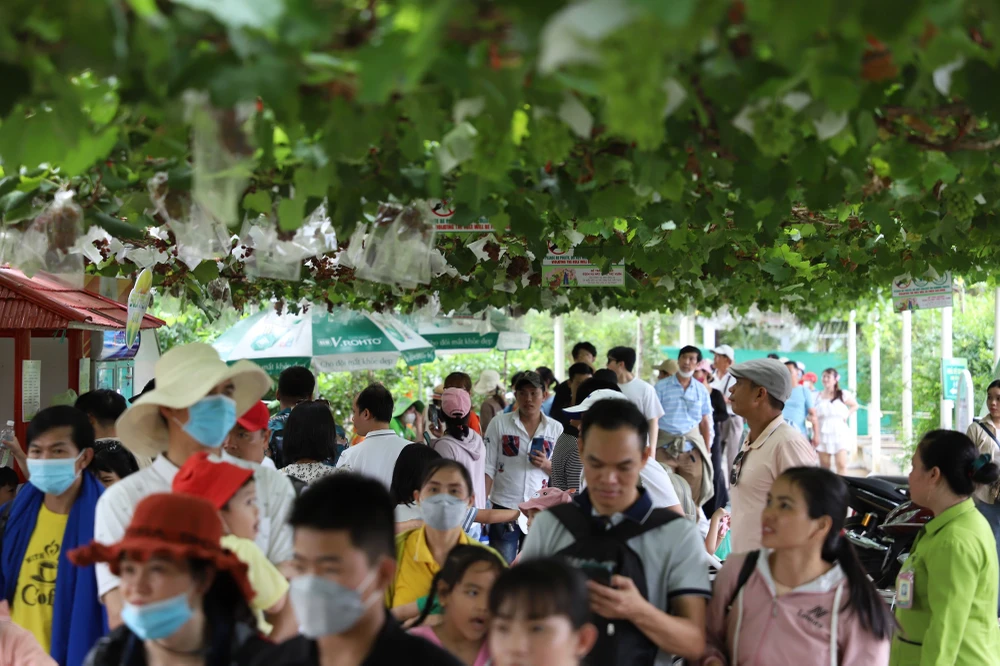 Đây là dịp để các gia đình cùng nhau trải nghiệm các khu vườn nho, vườn dừa...tự tay hái và thưởng thức những loại trái cây tươi sạch.