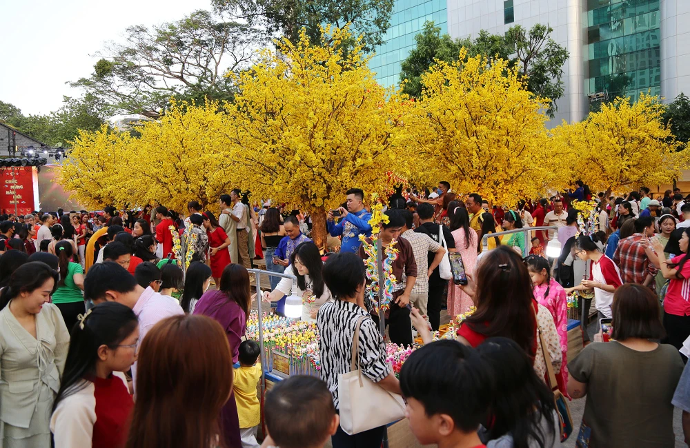 chen chân chụp ảnh mai vàng ở tphcm (1).JPG