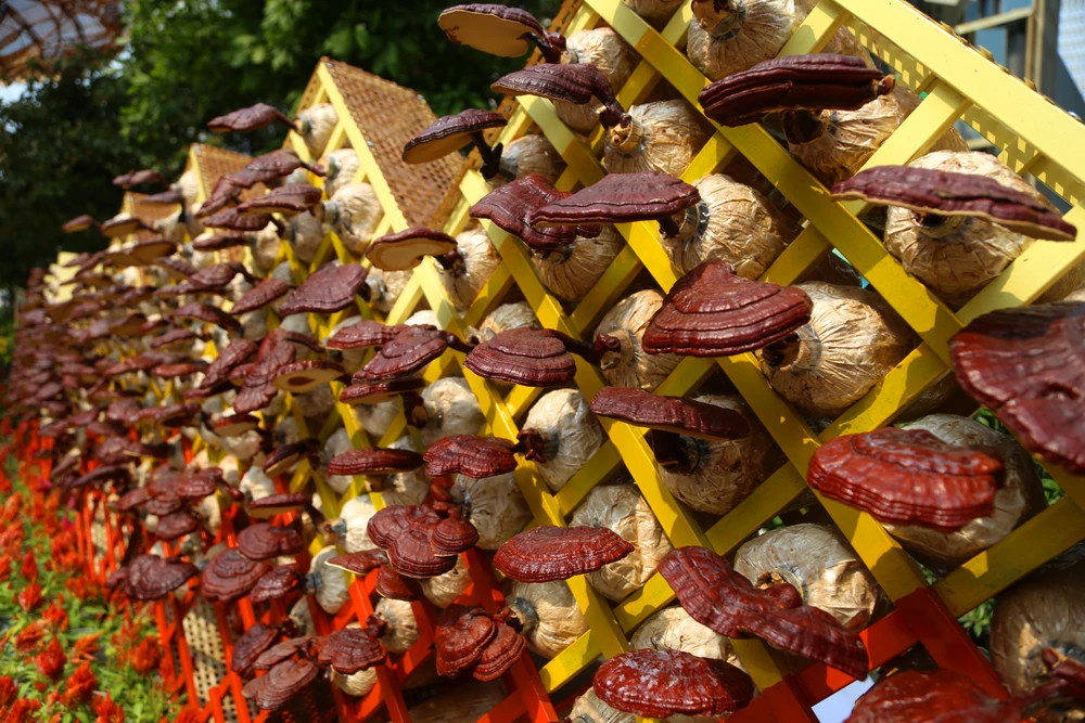 Toàn cảnh đường hoa Nguyễn Huệ Tết Ất Tỵ 2025 trước giờ khai mạc (23).JPG