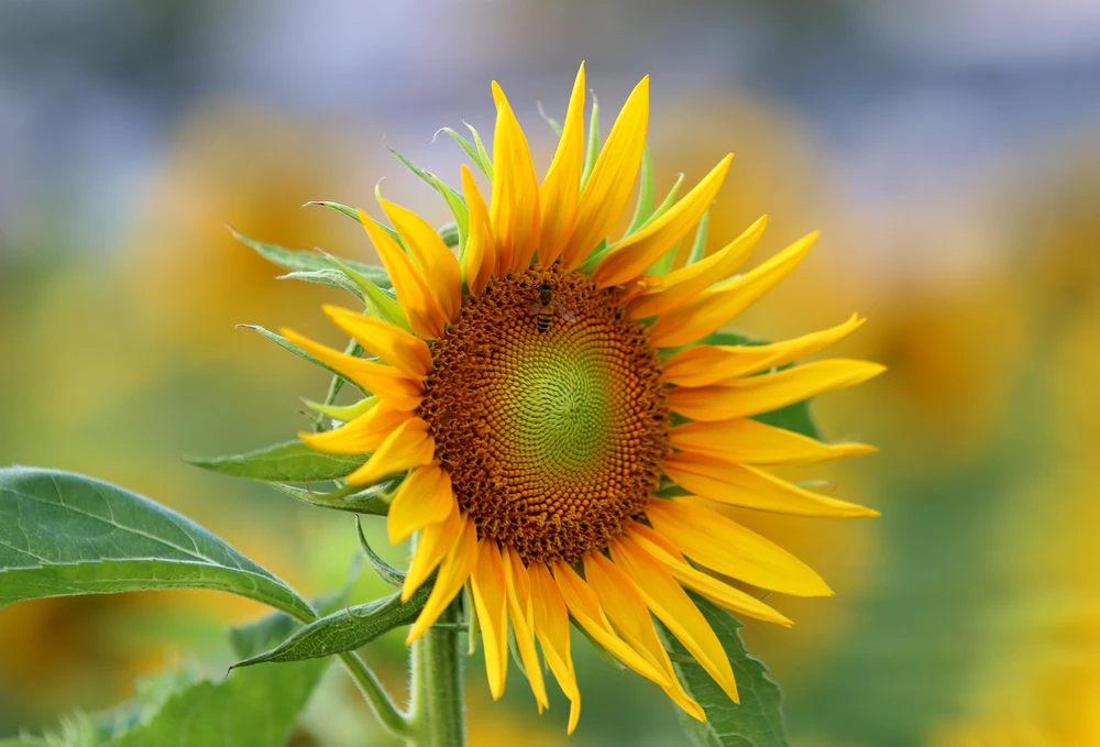 bờ sông Sài Gòn phía Thủ Thiêm (12).JPG