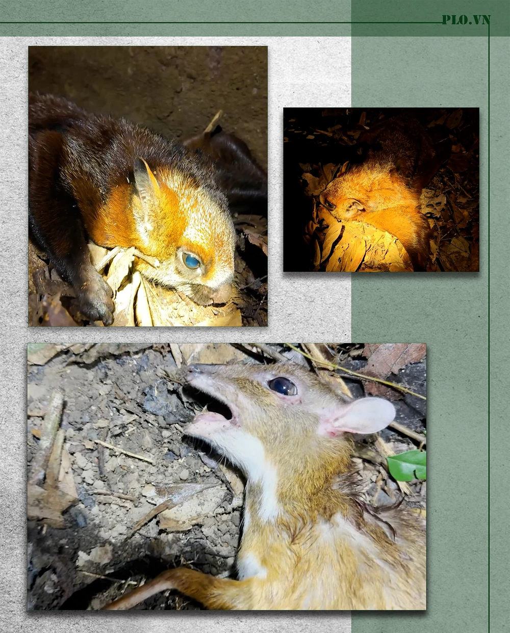 con cheo con chồn dính bẫy.png
