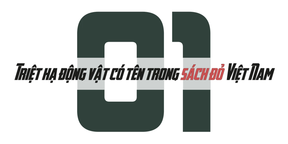 săn bắt thú rừng