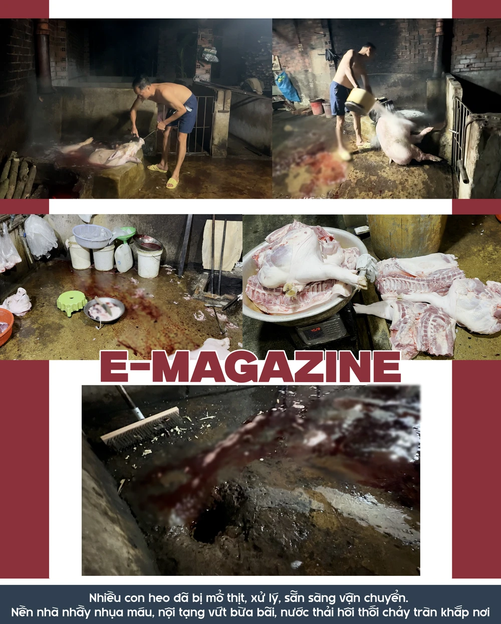 mổ heo lậu (5).png