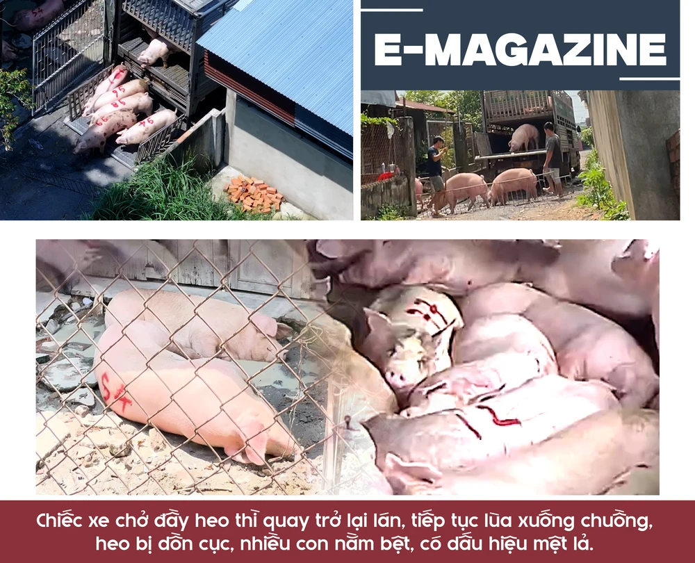 lò mổ lậu (6).png