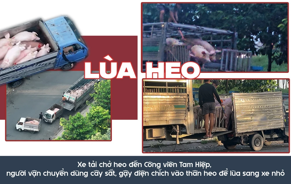 Xe tai cho heo den cong vien tam hiep.png