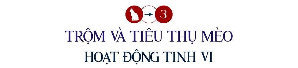 mèo tặc (1).png