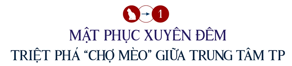 mèo tặc (4).png