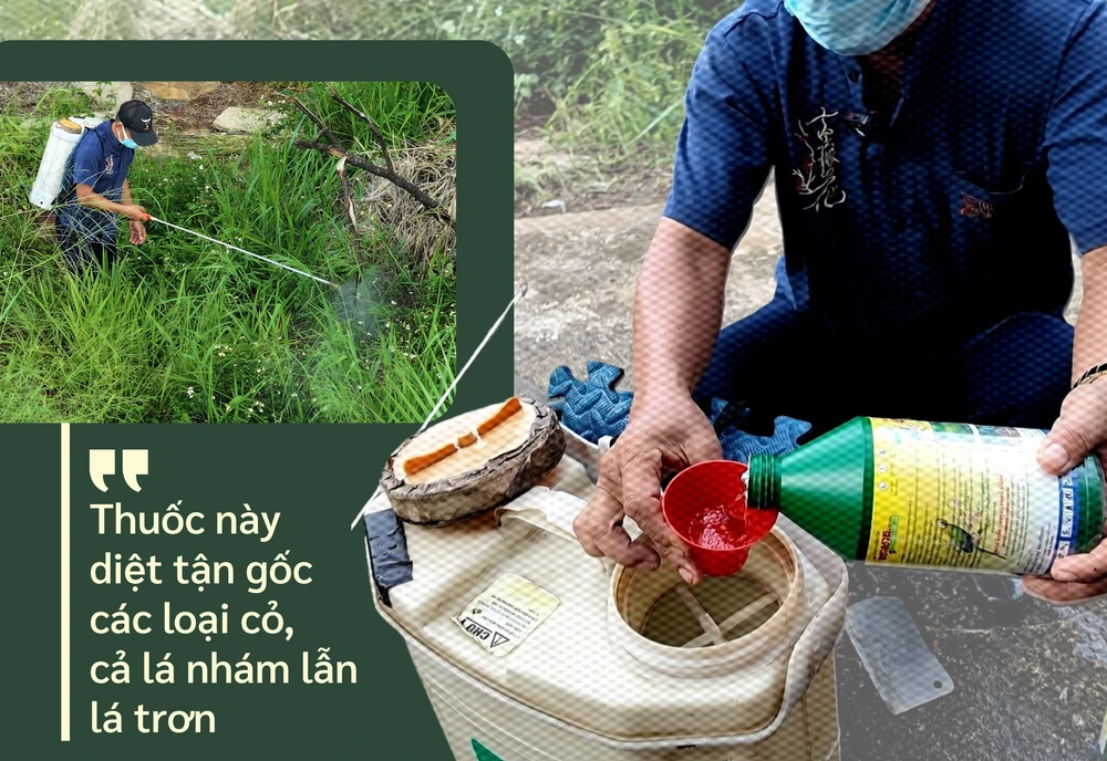 ẢNH GHÉP 1 - Người đàn ông tiến hành pha chế và phun thuốc cho khu vườn cỏ phía sau nhà + Chân dung người đàn ông phun thuốc kèm trích dẫn_ “Thuốc này diệt tận gốc các loại cỏ, cả lá.png