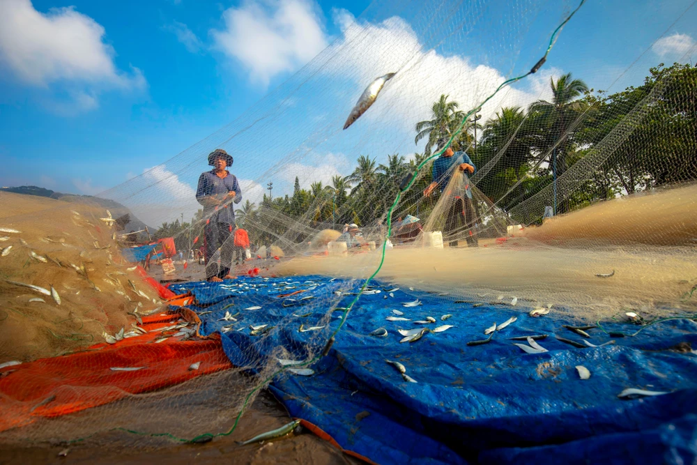 lộc biển (3).jpg