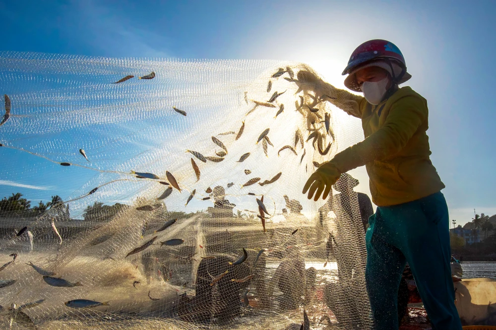 lộc biển (4).jpg