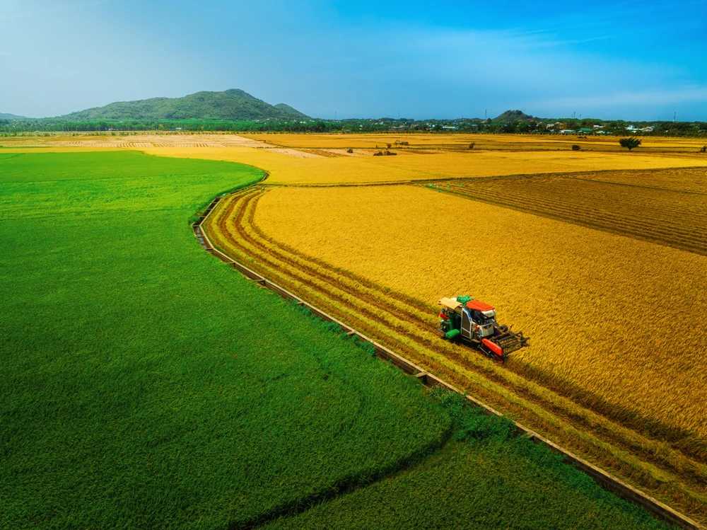 GIAO MÙA TRÊN CÁNH ĐỒNG AN NHỨT, TP HỒ CHÍ MINH_TRẦN HÙNG PHƯƠNG.jpg