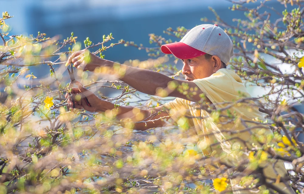 NẮNG XUÂN_NGUYỄN XUÂN THẮNG.jpg