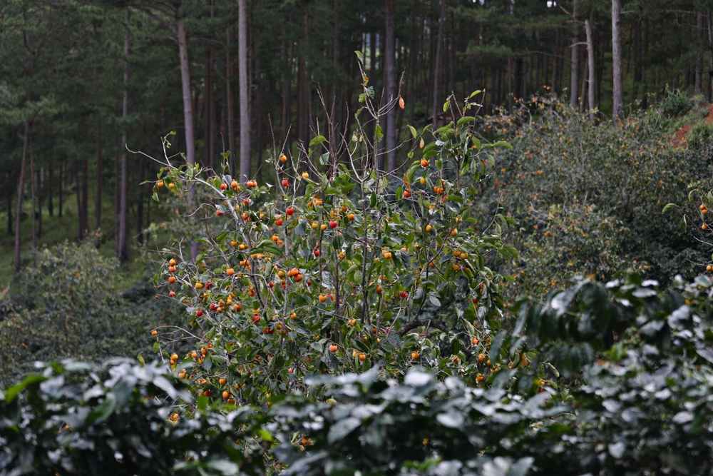 đặc sản mùa thu