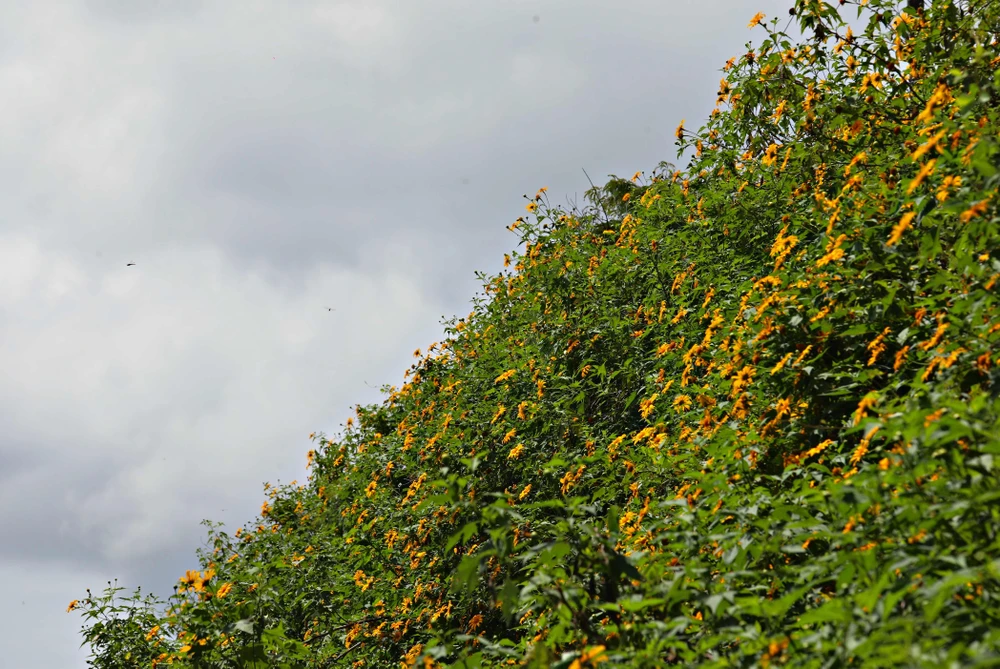 hoa - da - quy - bia.jpg