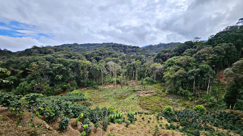 Lam - dong - dat - rưng.jpg