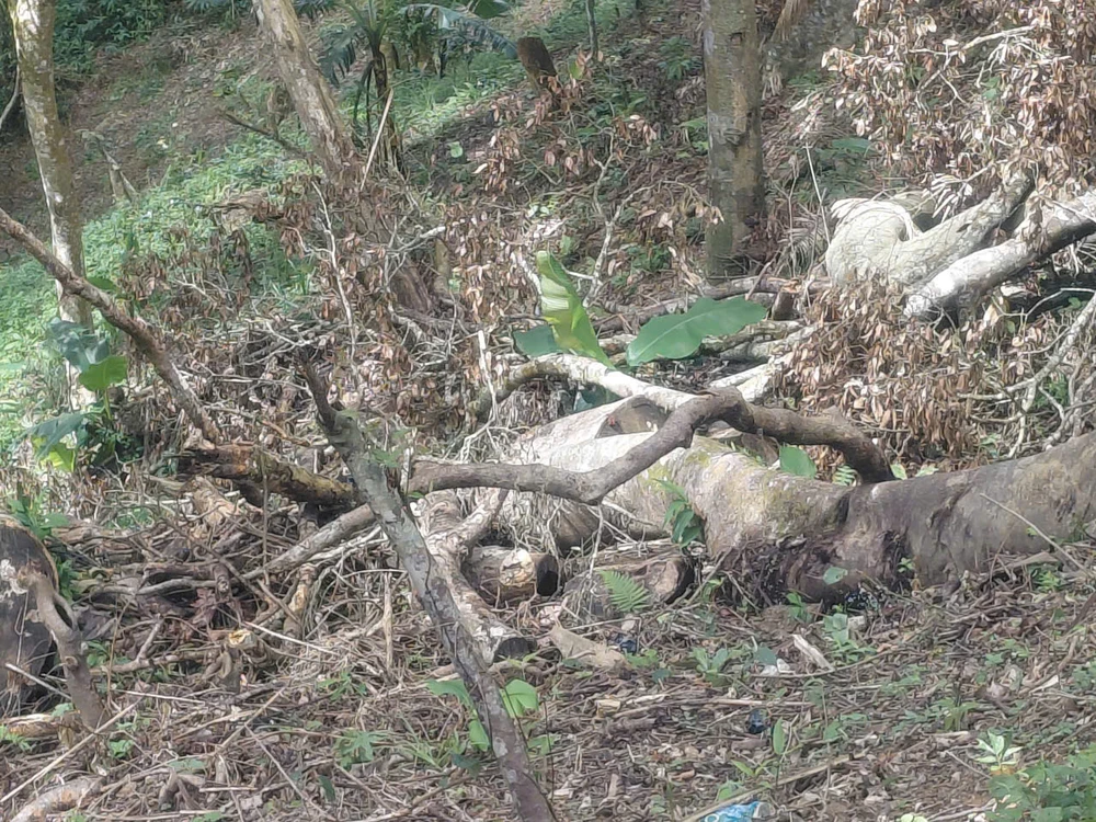 Lam - dong - quang - lap.jpg