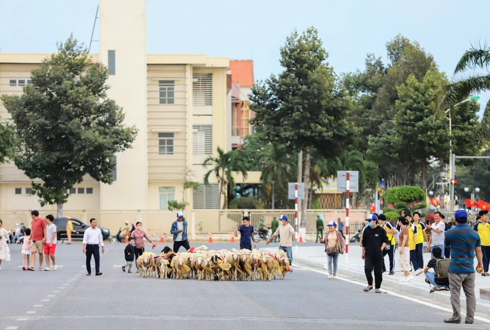 cừu diễu hành 1